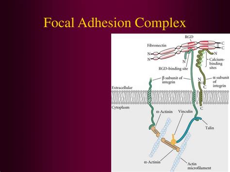 Ppt Cell Cell Signaling Powerpoint Presentation Free Download Id