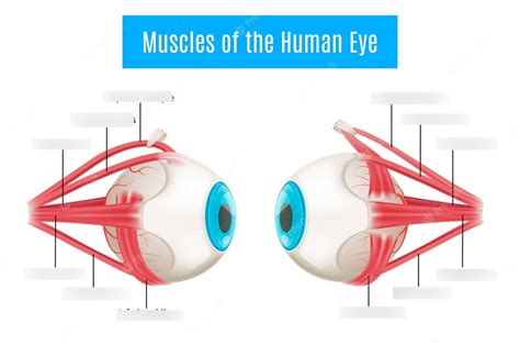 Eye muscles Diagram | Quizlet