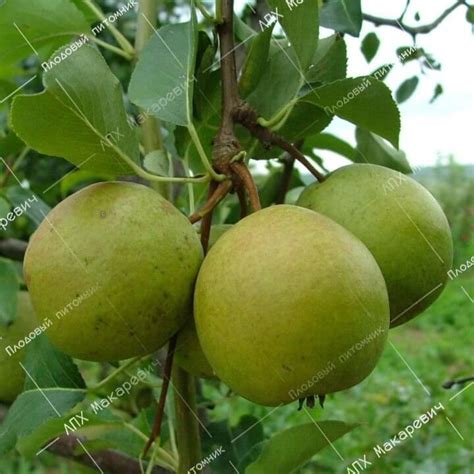 Груша Северянка Описание Сорта Фото Отзывы – Telegraph