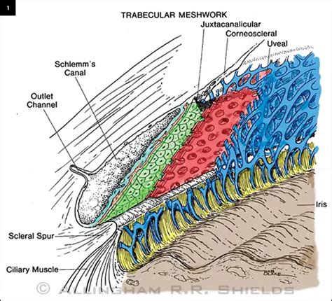 glaucoma pipeline drugs targeting  trabecular meshwork american