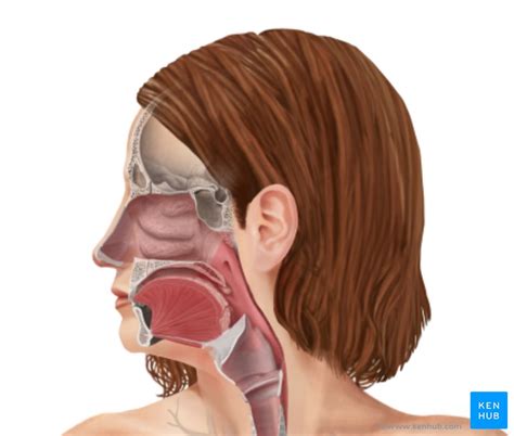 Upper Respiratory Tract Histology And Pathology Kenhub