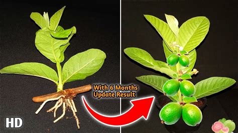 Can We Do Grafting On Guava Tree Which Grafting Is Best For Guava