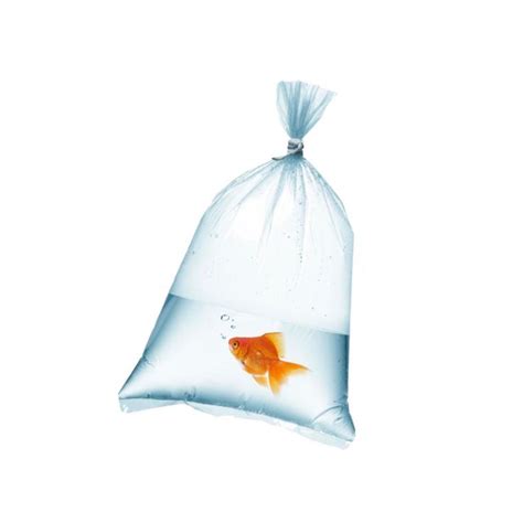 Goldfish In The Bag Picsart Fish Drawings Illustrations And