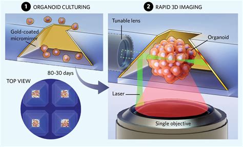 Infographic Generating Hundreds Of D Organoid Images Per Hour Ts