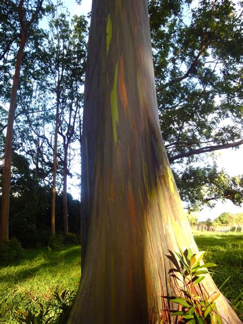 Rainbow Eucalyptus Trees The Most Colorful Trees On Earth Maui