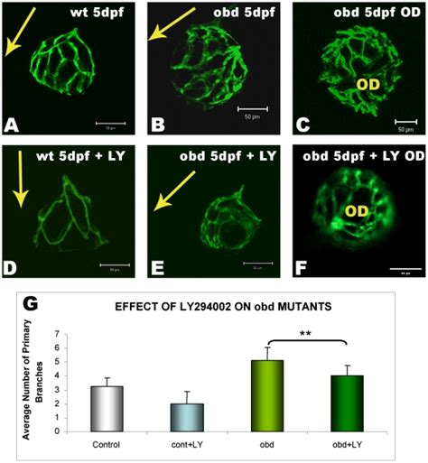 Wildtype Tg Fli Egfp Larvae Wt Or Out Of Bounds Mutants In The