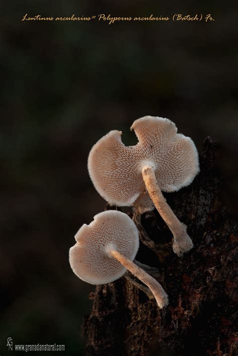 Lentinus Arcularius Polyporus Arcularius Sobre Madera De A Flickr