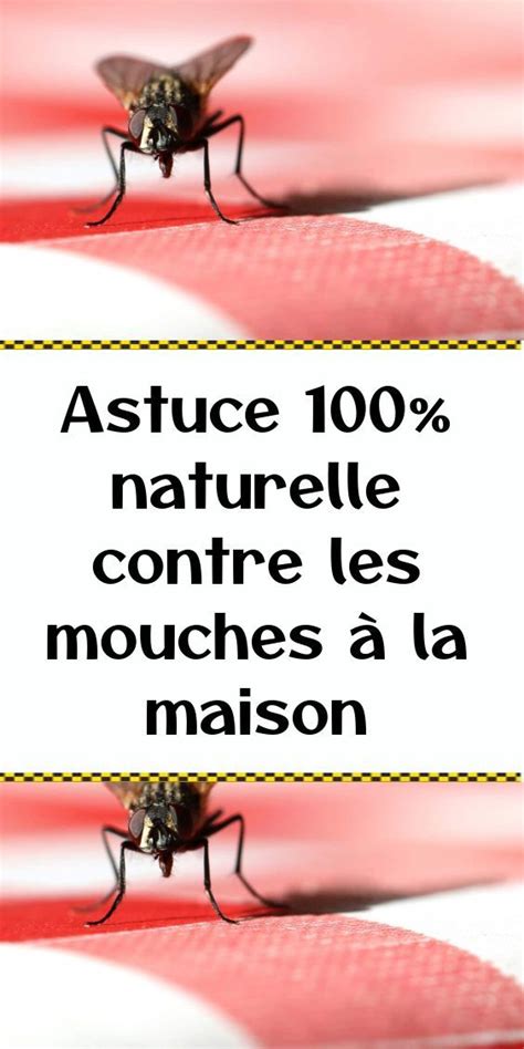 Astuce 100 naturelle contre les mouches à la maison Contre les