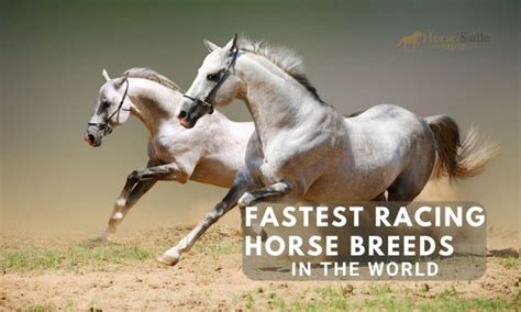 Top 5 Fastest Racing Horse Breeds In The World Horse Saddle Shop