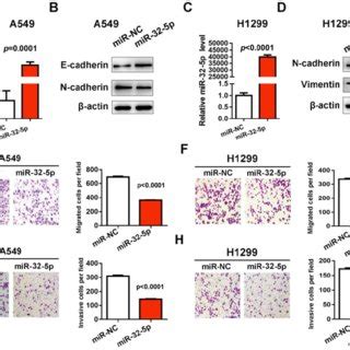 Mir P Overexpression Decreases Migration And Invasion In A