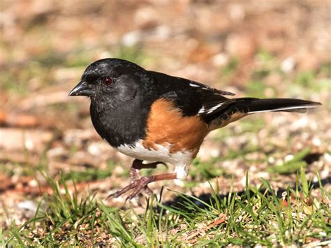 Definitive Guide To Eastern Towhee Facts, Habitat, Conservation Status, Zoo Populations ...