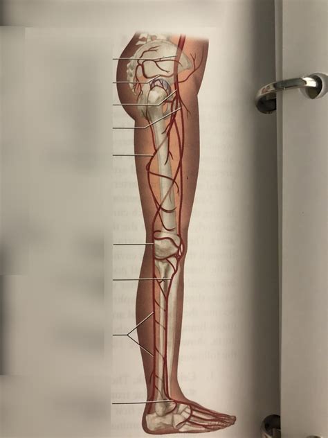 Unit 18 Arteries Of The Right Lower Limb Lateral View Diagram Quizlet