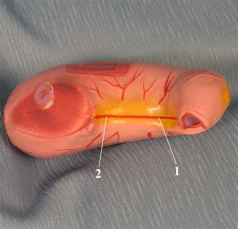 Lab Practical 2 Torso Model Stomach Superior Flashcards Quizlet