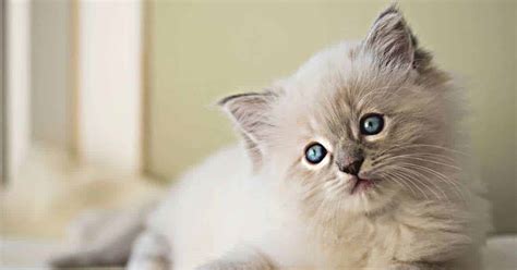 6 Best Ragdoll Breeders In Michigan Check Out Now Mi Cat Guide