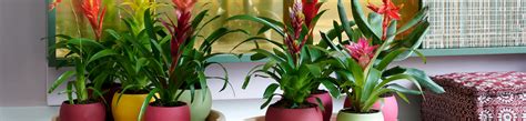 Verzorging Bromelia