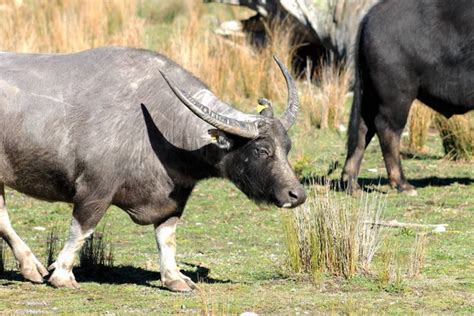 Baby Water Buffalo — Stock Photo © nstanev #3655398