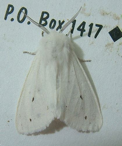 Virginian White Tiger Moth Spilosoma Virginica BugGuide Net