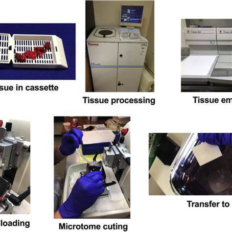 Freezing And Sectioning Fresh Frozen Tissue Samples A And B A