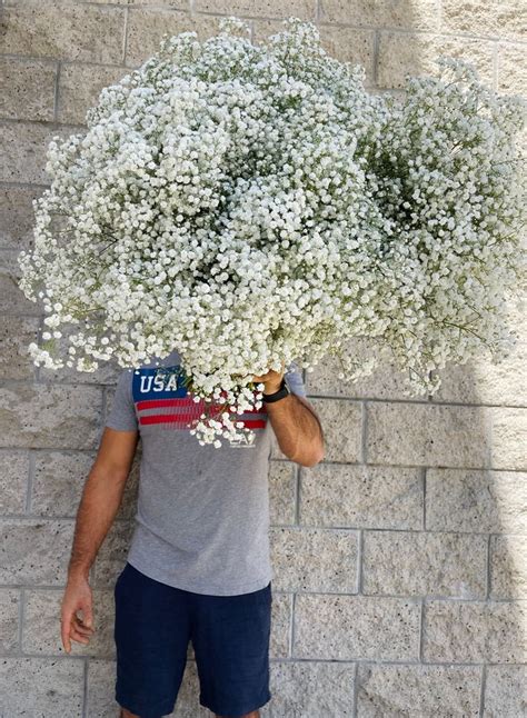 Xl Babys Breath Bunch Fresh Babysbreath Bouquet Million Star