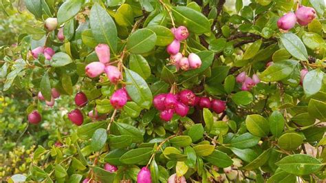 Syzygium Australe Tucker Bush Cherry Lilly Pilly The Plant Cellar