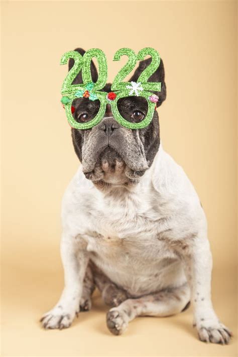 Gorgeous French Bulldog Dog With Festive Glasses 2022 Happy New Year