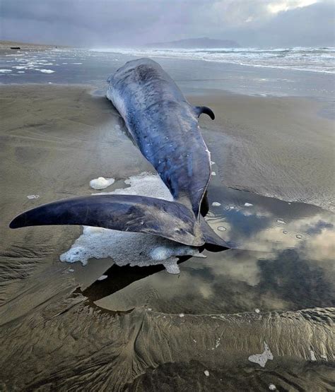 Photos Massive Endangered Whale Washes Up On Oregon Shore Wane 15