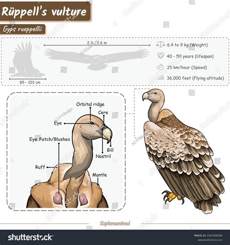 Diagram Showing Parts Vulture Infographic About Stock Vector Royalty