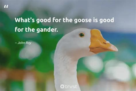 Goose Quotes About The Gaggling Waterfowls