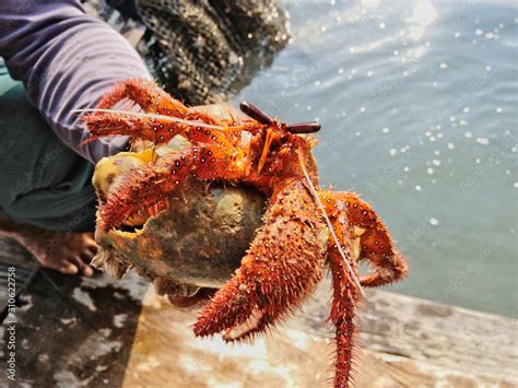 Saltwater Hermit Crabs