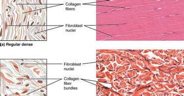 Loose Connective Tissue Definition Archives - Pediaa.Com