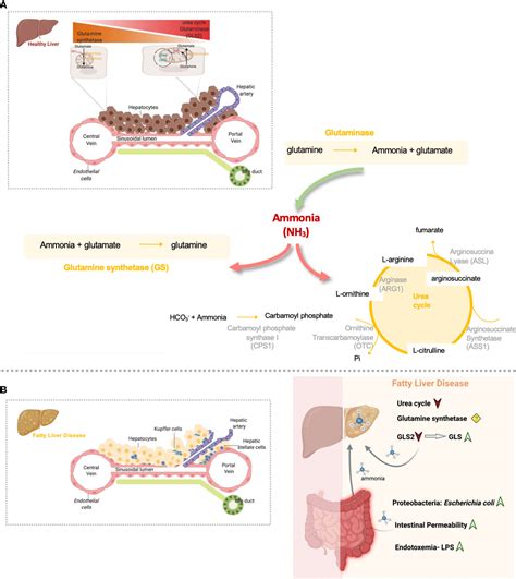 Frontiers Understanding Gut Liver Axis Nitrogen Metabolism In Fatty