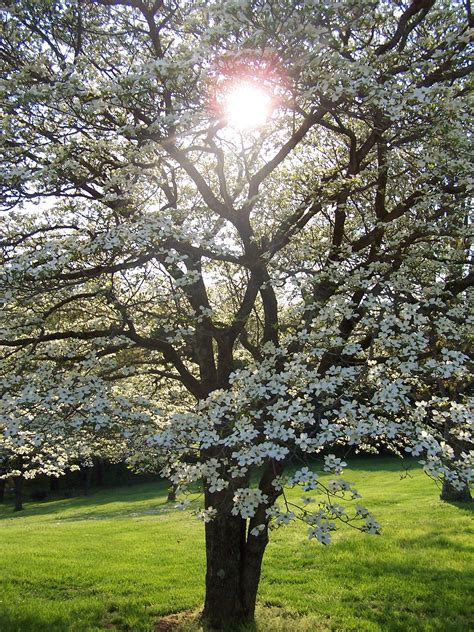 Dogwood Tree Wallpapers Top Những Hình Ảnh Đẹp