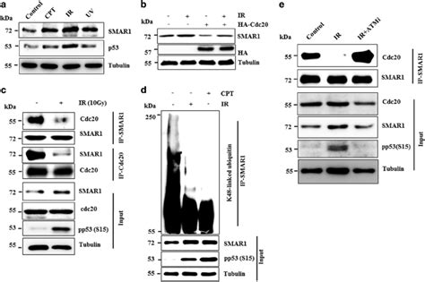 Genotoxic Stress Mediated Perturbation Of SMAR1 Cdc20 Interaction Leads