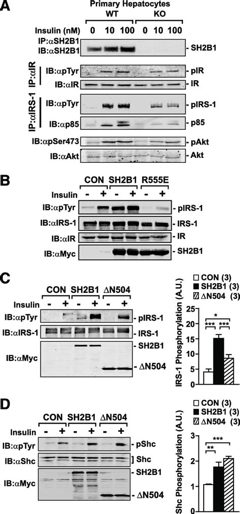 SH2B1 Directly Promotes Insulin Signaling In Cells Via Its SH2 Domain