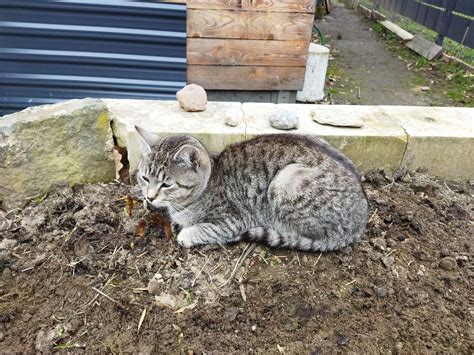 gato lince rompecabezas en línea