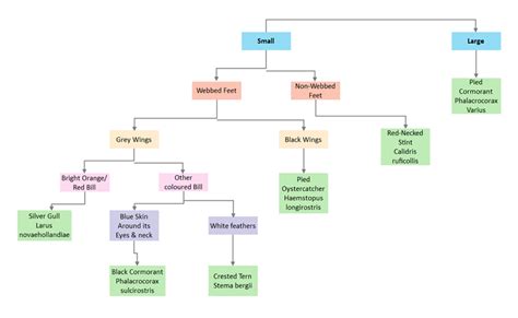 Free Editable Dichotomous Key Examples Edrawmax Online