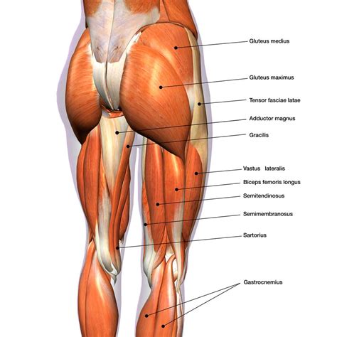 Hamstrings Anatomy