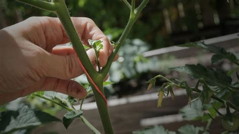 Tomaten ausgeizen Ab wann und warum diese Pflegemaßnahme notwendig