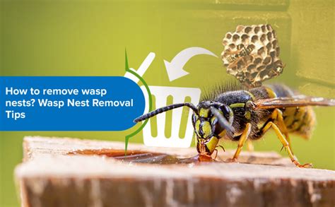 How To Remove Wasp Nests Wasp Nest Removal Tips