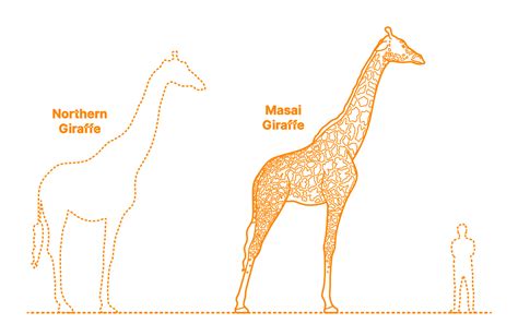 Masai Giraffe Giraffa Camelopardalis Tippelskirchi Dimensions