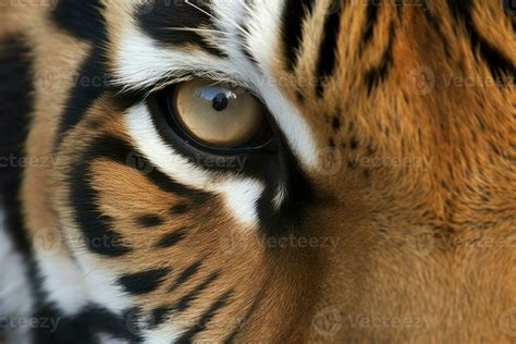 Tiger nose closeup eye. Generate Ai 24114450 Stock Photo at Vecteezy