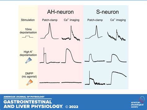 Transduction Du Signal Dans Le Calcium