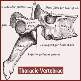 Thoracic Spine Mobility Assessment