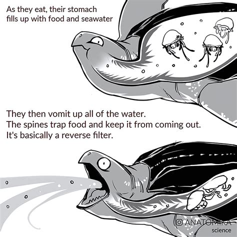 guide to turtle vomiting easily