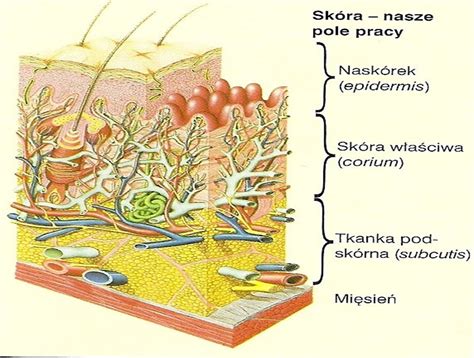 Budowa Schematyczna Skory Plus Opis Daje Naj Brainly Pl