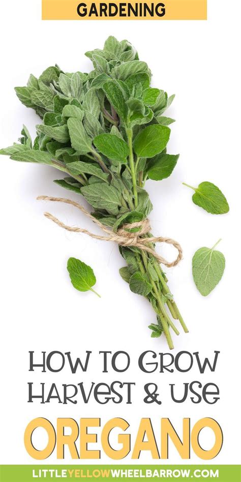 Oregano Plant How To Grow Harvest And Use Them Artofit