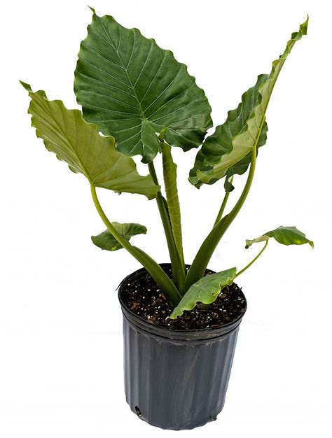 Alocasia Calidora Elephant Ear Plantvine