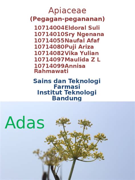 Pdf Apiaceae Adas Dokumen Tips