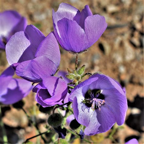 Malva De Atacama Malvita Cristaria Gracilis Especie End Flickr