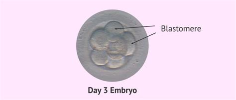 What Is a Blastomere?